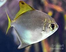 Image result for Finix Fish