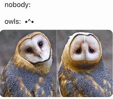 Image result for Crazy Owl Meme