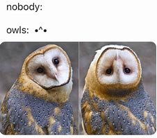 Image result for What Owl Meme