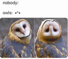 Image result for Hello Meme Owl
