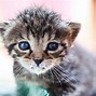 Image result for When a Little Kid Coughs Cat Meme