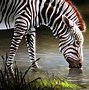 Image result for Zebra Print iOS Wallpaper