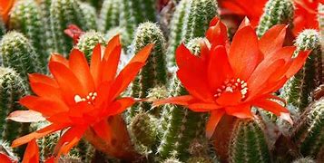 Image result for Cactus Plants with Red Flowers