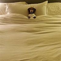 Image result for Dog in Bed Meme