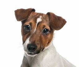 Image result for Button Ears Dog