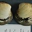 Image result for Ocean Quahog Clam