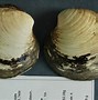 Image result for World Record Clam