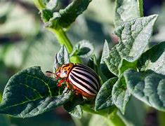 Image result for "colorado-potato-beetle"