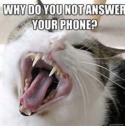 Image result for Cat Phone Meme