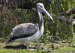 Image result for Pelican Everglades National Park Pink