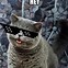 Image result for Cat News Meme. Cheezburger