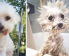 Image result for Dog with Dry Skin Treatment