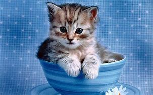 Image result for cute