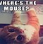 Image result for Gato Cat Meme