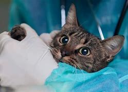 Image result for Hernia Surgery Meme Cats