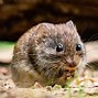 Image result for Mouse Poop Trail