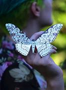 Image result for Witch Moth