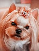 Image result for Top 15 Cutest Dogs