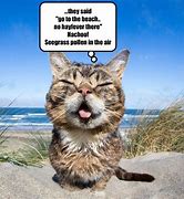Image result for Cat Beach Damn Meme