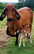 Image result for Brahman Beef Cattle