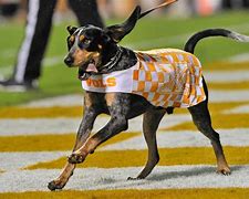 Image result for Smokey Tennessee Mascot