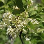 Image result for ash tree