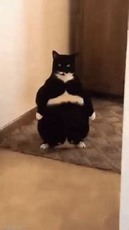 Image result for Fat Cat Meme