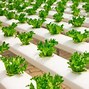 Image result for Hydroponic Tomato Clips