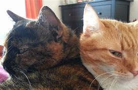Image result for Two-Headed Smoking Cat