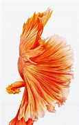 Image result for iPhone 6s Fish Wallpaper