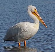 Image result for Pelican Like Bird