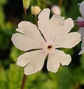Image result for Primula sieboldii  Cashibori