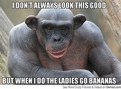 Image result for Funny Monkey Memes Work