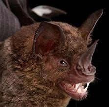 Image result for Bat Face