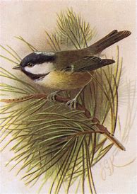 Image result for Free Vintage Bird Prints