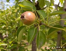 Image result for Pyrus communis Noord-Hollandse Suikerpeer