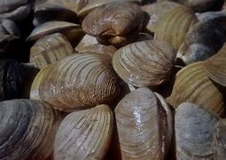 Image result for What Are Quahogs