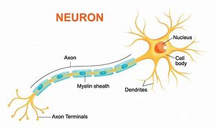 Image result for Neuron Cell Axon