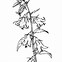Image result for Campanula alliariifolia Snow Dune