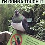Image result for Bird and Cat Meme