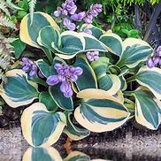 Hosta Mighty Mouse に対する画像結果