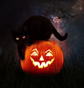 Image result for cat meme halloween