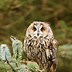 Image result for Long-Eared Owl Eyes