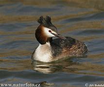 Image result for Podiceps rufopectus
