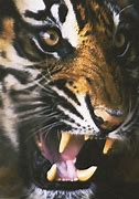 Image result for Crying Tiger Meme