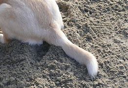 Image result for Broken Tail Dog Breeds
