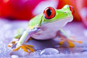 Image result for Minnesota Tree Frogs