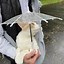 Image result for Cat Meme Umbrella