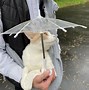Image result for Cat with Umbrella