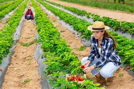 Image result for Strawberries Picking in Yantai